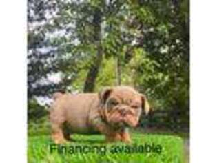 Bulldog Puppy for sale in East Earl, PA, USA