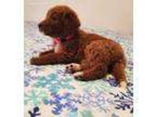 Goldendoodle Puppy for sale in Fishers, IN, USA