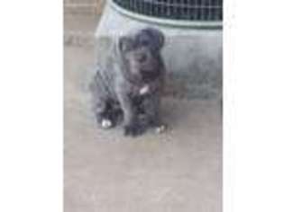 Neapolitan Mastiff Puppy for sale in Petersburg, PA, USA