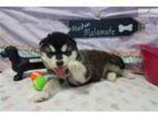 Alaskan Malamute Puppy for sale in Joplin, MO, USA