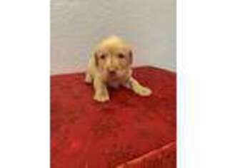 Labrador Retriever Puppy for sale in Lehigh Acres, FL, USA