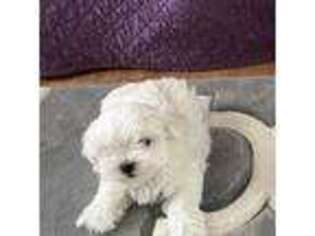 Maltese Puppy for sale in Nampa, ID, USA