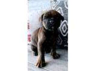 Olde English Bulldogge Puppy for sale in Menomonie, WI, USA