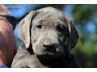 Labrador Retriever Puppy for sale in Minford, OH, USA