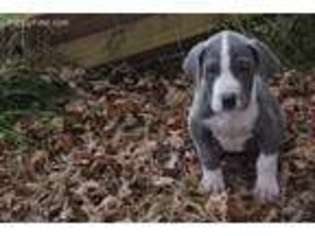 Great Dane Puppy for sale in Paxinos, PA, USA
