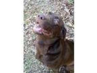 Labrador Retriever Puppy for sale in Jacksonville, AL, USA
