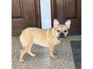 French Bulldog Puppy for sale in Nappanee, IN, USA