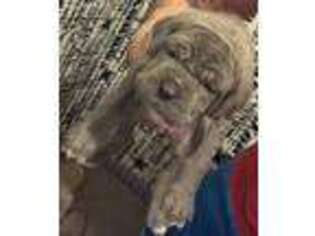 Neapolitan Mastiff Puppy for sale in San Diego, TX, USA