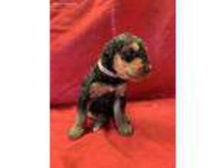 Airedale Terrier Puppy for sale in Topping, VA, USA