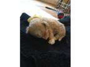 Mutt Puppy for sale in Fincastle, VA, USA