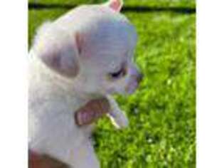 Chihuahua Puppy for sale in Westminster, CO, USA