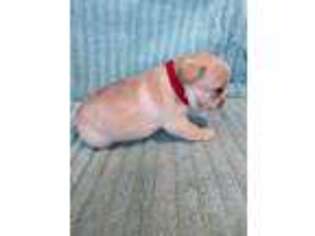 French Bulldog Puppy for sale in Ava, MO, USA