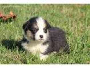 Pembroke Welsh Corgi Puppy for sale in Hillsboro, OH, USA
