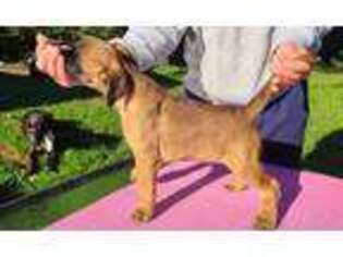 Boxer Puppy for sale in Parkton, MD, USA