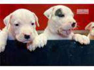 Dogo Argentino Puppy for sale in Fort Lauderdale, FL, USA
