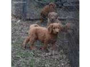 Goldendoodle Puppy for sale in Belle, MO, USA