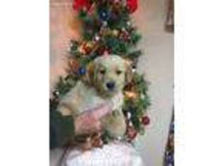 Golden Retriever Puppy for sale in Poolville, TX, USA