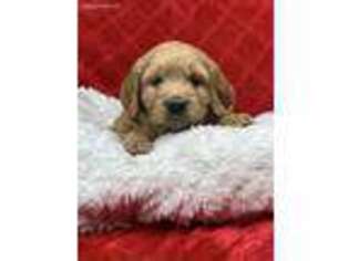 Goldendoodle Puppy for sale in Brockport, NY, USA