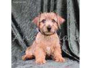 Norfolk Terrier Puppy for sale in Peace Valley, MO, USA