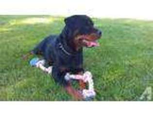 Rottweiler Puppy for sale in WILTON, CA, USA