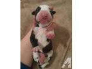 Great Dane Puppy for sale in WALTON, KY, USA