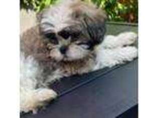 Mutt Puppy for sale in Pawtucket, RI, USA