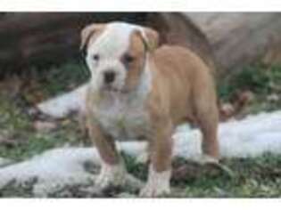American Bulldog Puppy for sale in Wrightsville, PA, USA