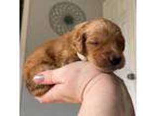 Golden Retriever Puppy for sale in Daleville, IN, USA