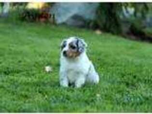 Miniature Australian Shepherd Puppy for sale in Dixon, CA, USA