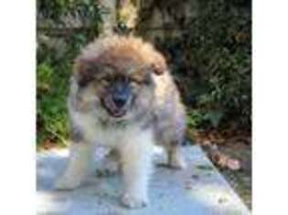 Alaskan Malamute Puppy for sale in Rowland Heights, CA, USA