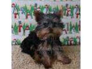Yorkshire Terrier Puppy for sale in Tama, IA, USA