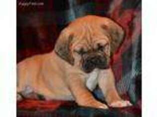 Puggle Puppy for sale in Ephrata, PA, USA