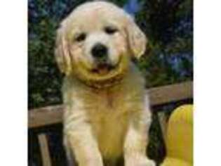 Mutt Puppy for sale in Spencerville, IN, USA