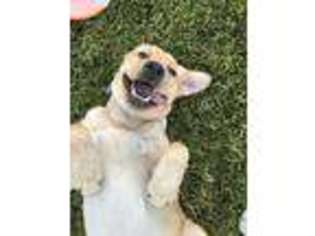 Labrador Retriever Puppy for sale in Spartansburg, PA, USA