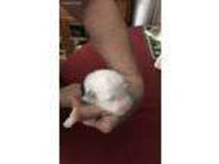 Old English Sheepdog Puppy for sale in Omaha, NE, USA