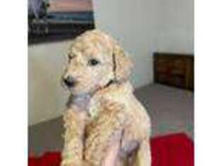 Goldendoodle Puppy for sale in Haddonfield, NJ, USA