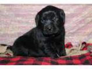 Labrador Retriever Puppy for sale in Billings, MT, USA