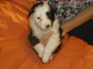 Border Collie Puppy for sale in Jamestown, NY, USA