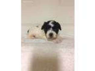 Mutt Puppy for sale in Elkins, AR, USA