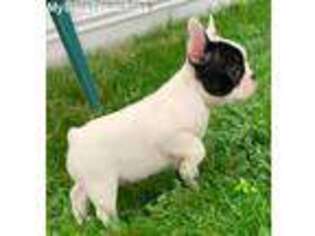 French Bulldog Puppy for sale in White City, OR, USA