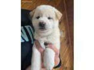 Shiba Inu Puppy for sale in Grand Junction, CO, USA