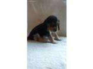 Beagle Puppy for sale in Ocala, FL, USA