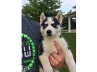 Siberian Husky Puppy for sale in Arcanum, OH, USA