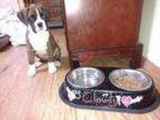 Boxer Puppy for sale in Cranesville, PA, USA