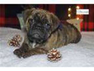 Buggs Puppy for sale in Tulsa, OK, USA