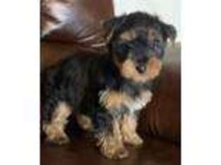 Yorkshire Terrier Puppy for sale in Dayton, OH, USA