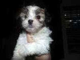 Mutt Puppy for sale in Bartow, FL, USA