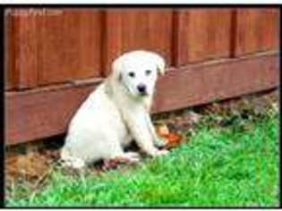 Great Pyrenees Puppy for sale in Toledo, WA, USA
