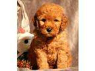 Goldendoodle Puppy for sale in Kinzers, PA, USA