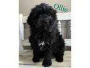 Portuguese Water Dog Puppy for sale in Starkville, MS, USA